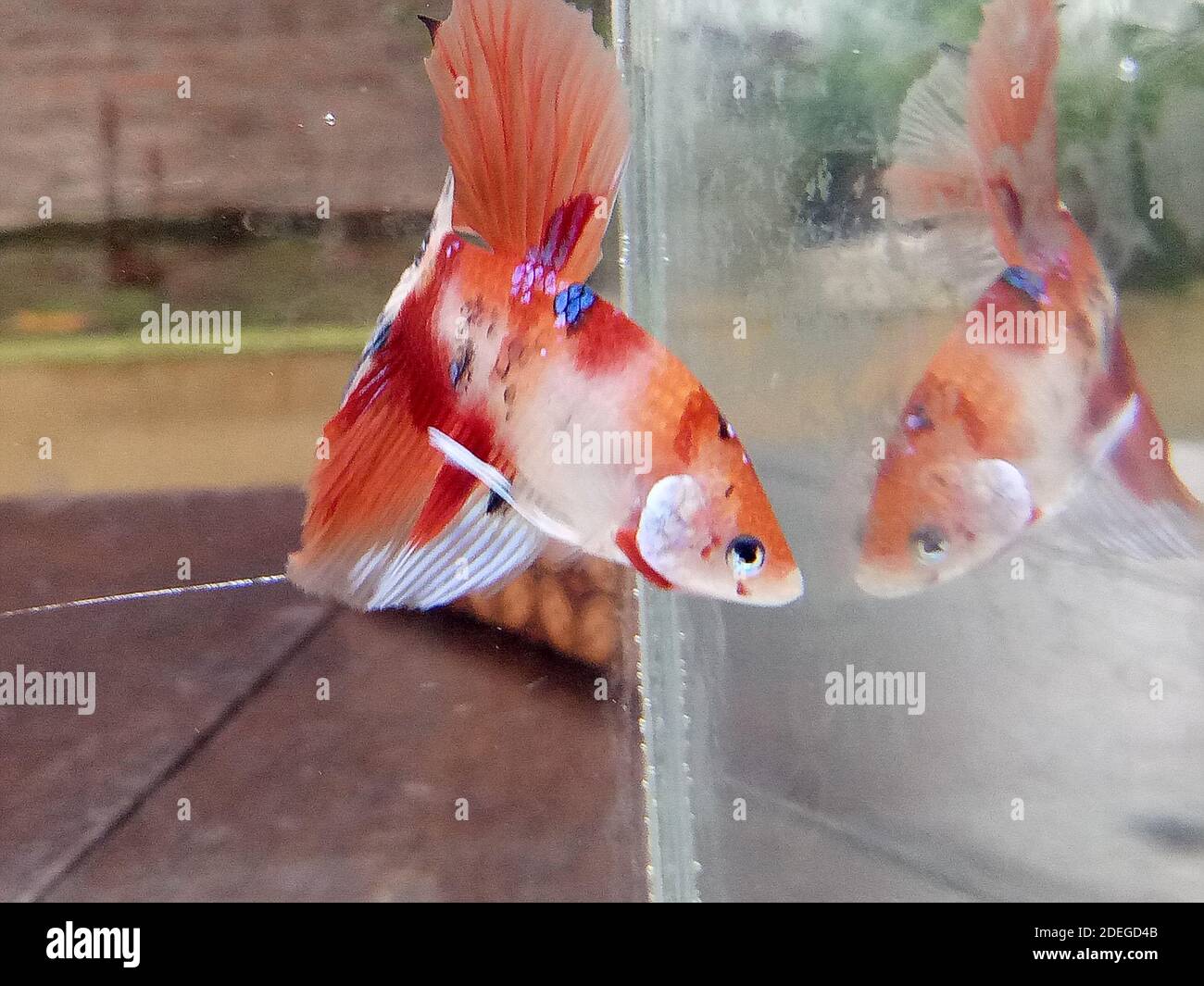 Halfmoon Betta Ornamental Fish in Small Tank Glass Aquarium, oarnge based color fighting fish Stock Photo