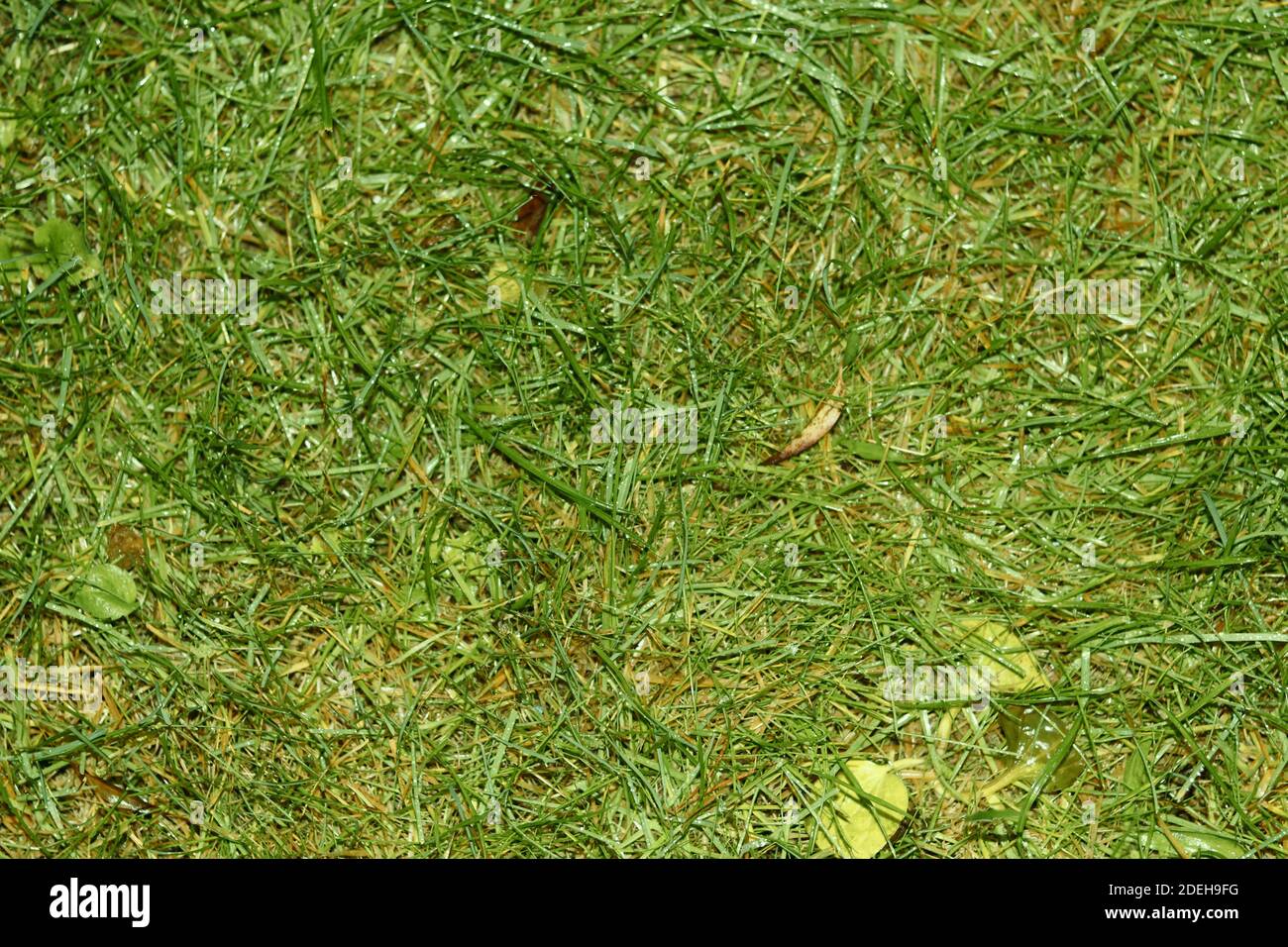 Grass paving block hi-res stock photography and images - Alamy