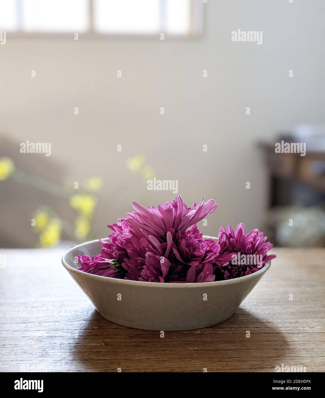 Mottenohoka (Japanese Edible Chrysanthemum Stock Photo Alamy