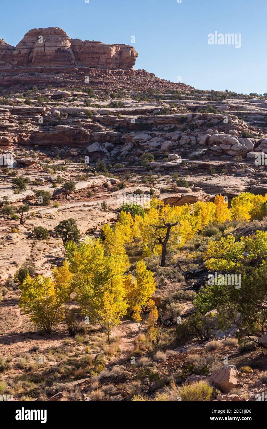 Cottonwood trees in fall color in Seven Mile Canyon near Moab in