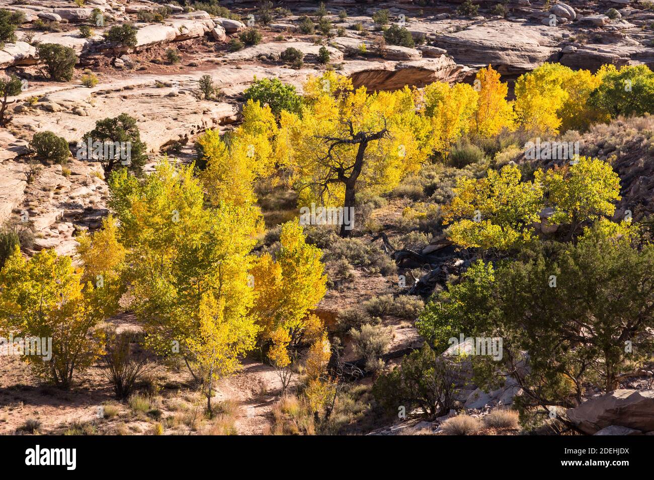 Cottonwood trees in fall color in Seven Mile Canyon near Moab in