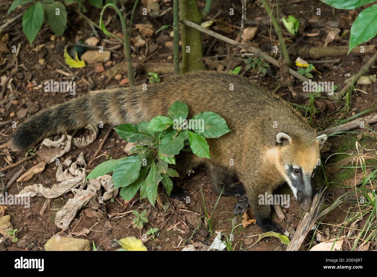 The South American Coati or Ring-tailed Coati, Nasua nasua, in Iguazu National Park, in Argentina, a UNESCO World Heritage Centre.  The South American Stock Photo