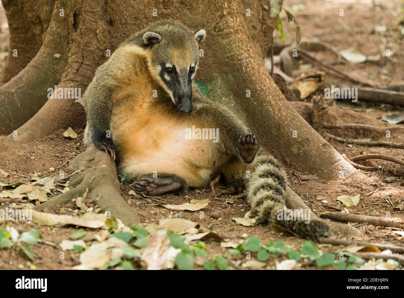 The South American Coati or Ring-tailed Coati, Nasua nasua, in Iguazu National Park, in Argentina, a UNESCO World Heritage Centre.  The South American Stock Photo