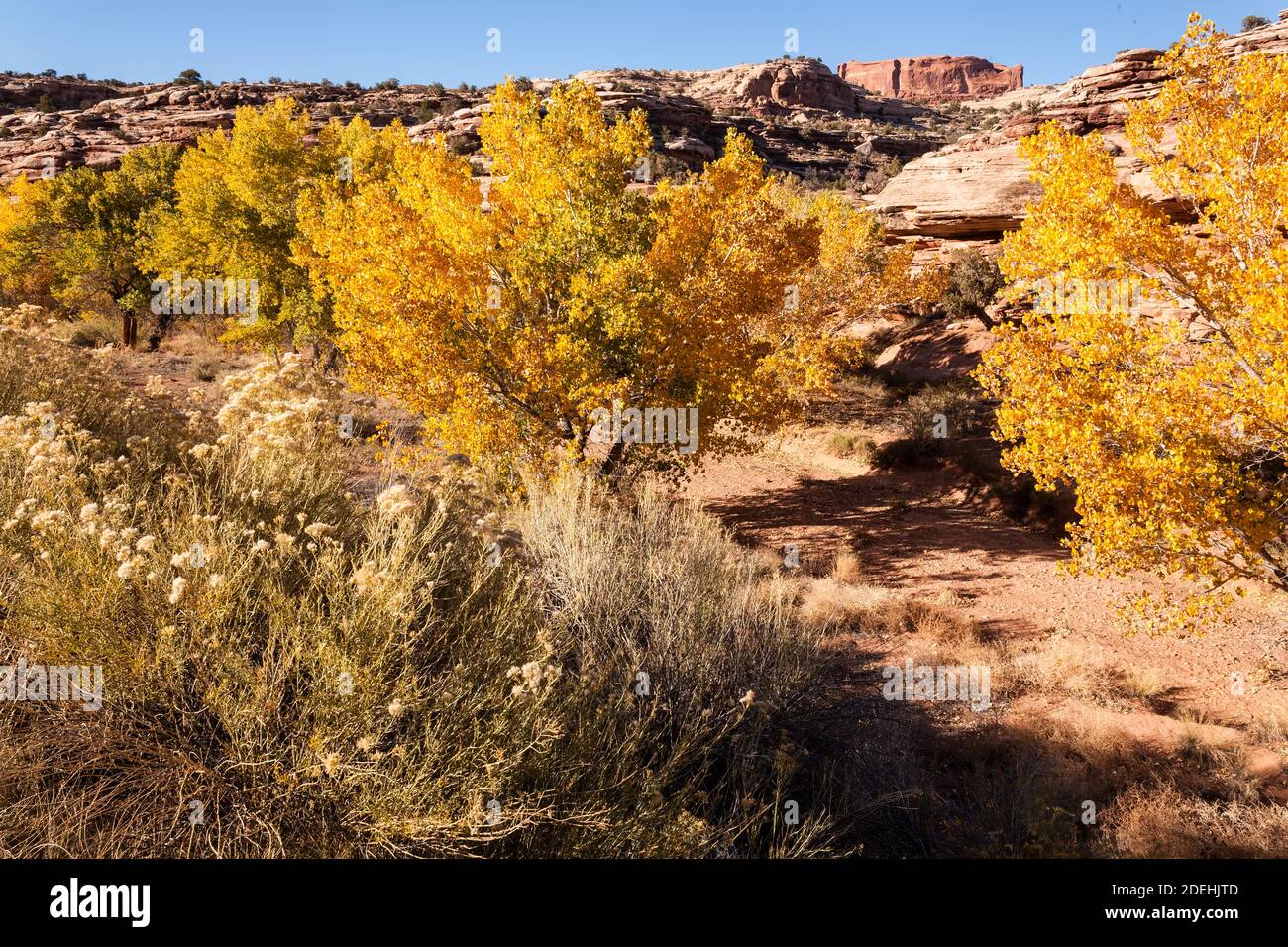 Cottonwood trees in fall color in Seven Mile Canyon near Moab in southeastern Utah.  Cottonwoods in the desert grow along streams or dry wash bottoms Stock Photo