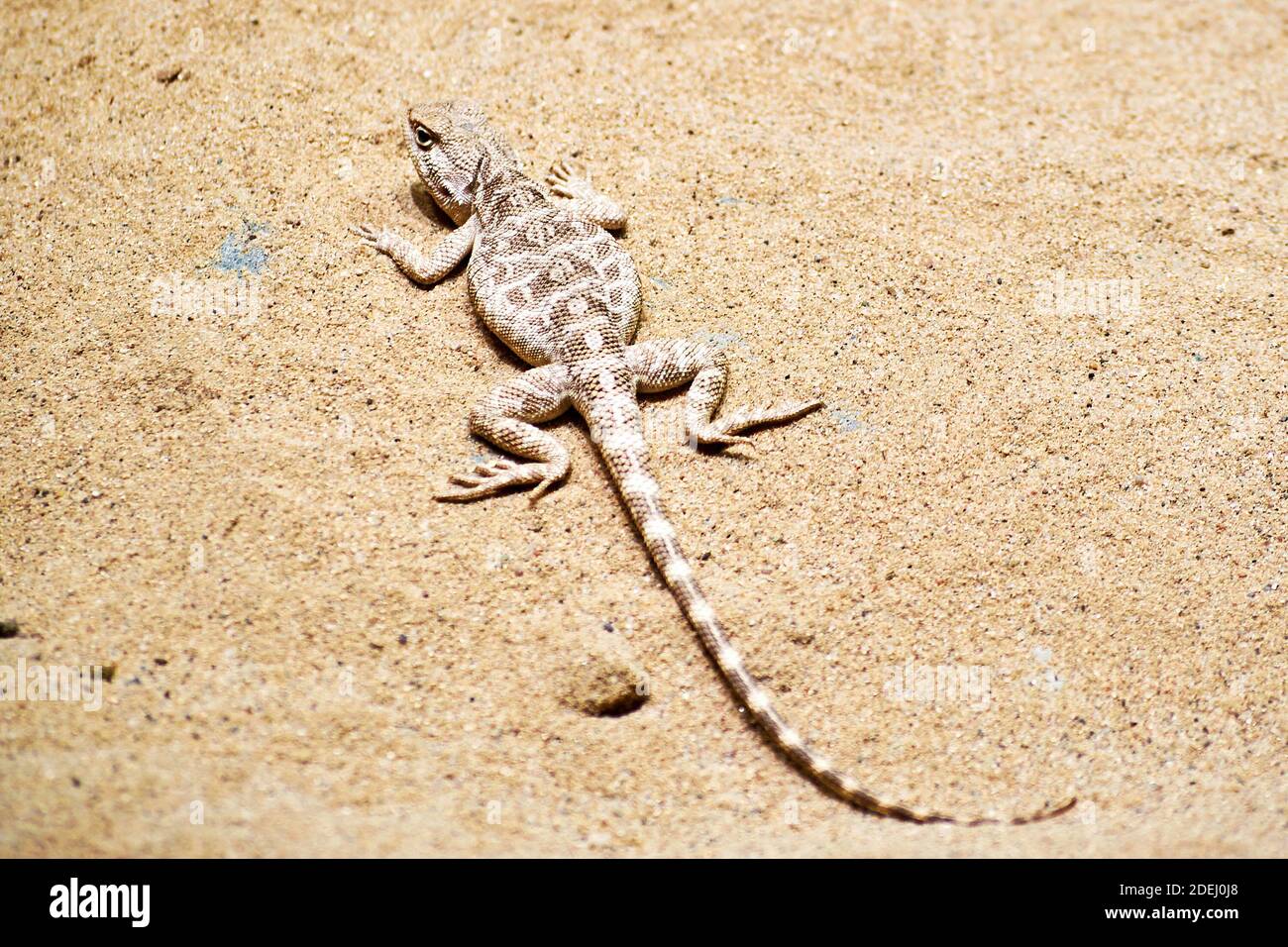 Small lizard crawling in the sand and hiding into the hole. Animals in the wild. Nature background textures Stock Photo