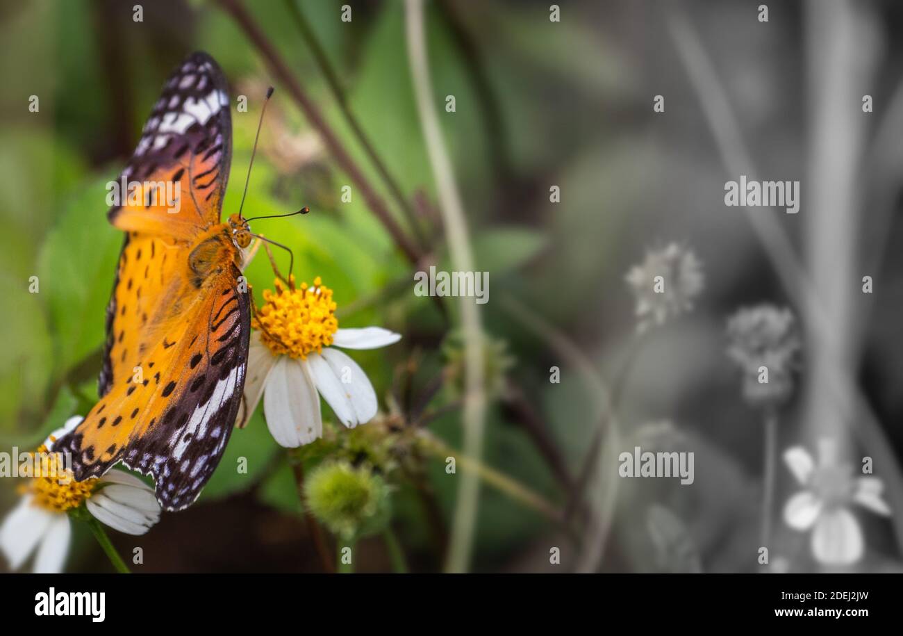 Although looking compact, a butterfly's eye consists out of 17,000 lenses with ultra light vision permanently switched on. Stock Photo