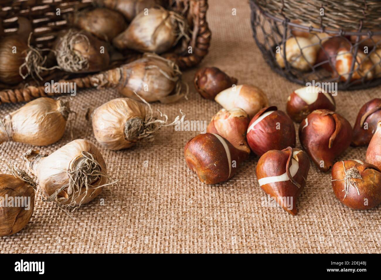 Луковицы ацидантеры фото. Тигридия луковицы. Ацидантера клубнелуковица. Гладиолус мюриэл ацидантера. Ацидантера.