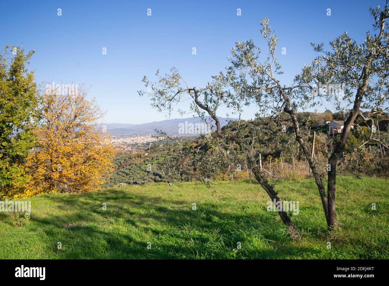 young olive tree on mountain field in TUscany land with Arezzo city on the background Stock Photo