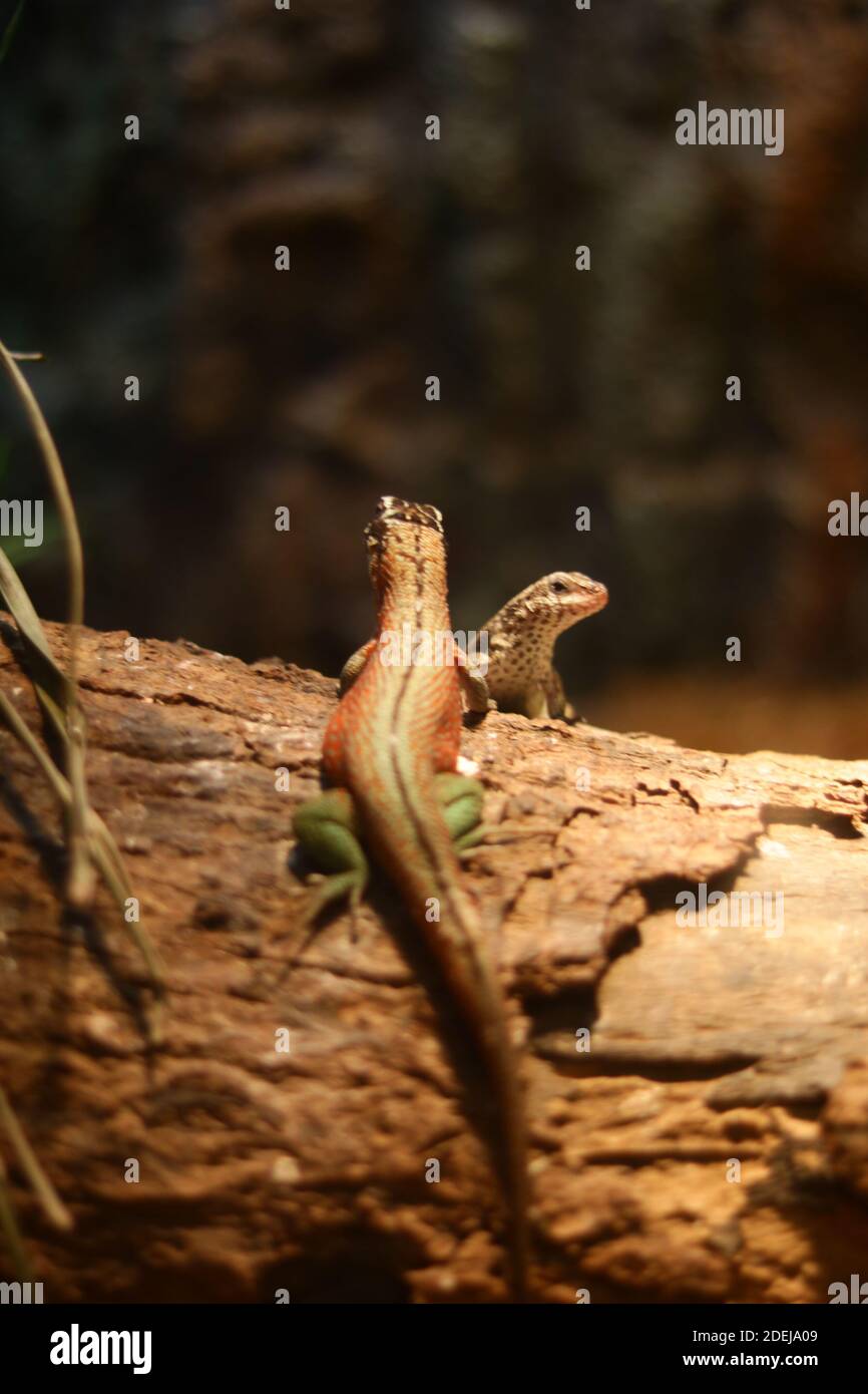 Jungle animals together hi-res stock photography and images - Alamy
