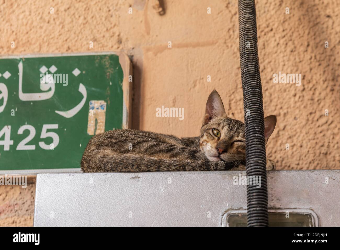 Middle East, Arabian Peninsula, Oman, Muscat, Muttrah. Cat napping at