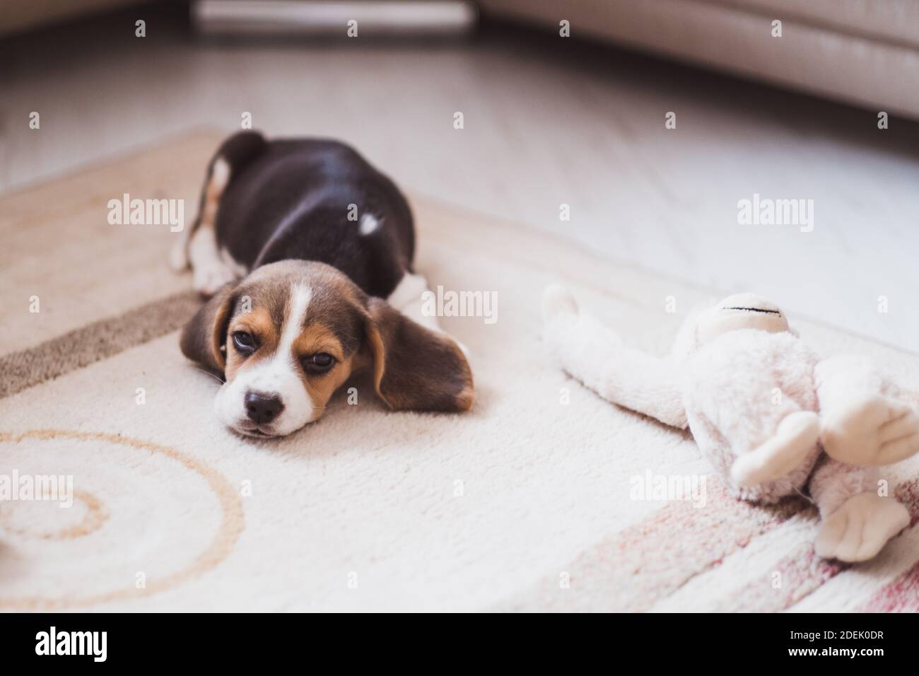 Cute small beagle puppy sleeping on the floor, close-up Stock Photo - Alamy