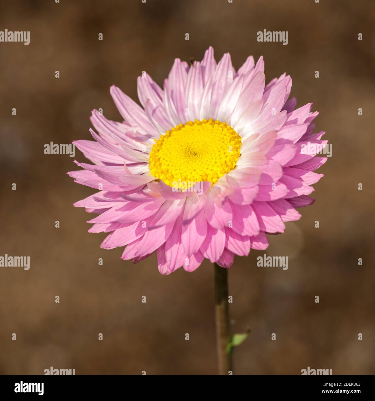 Pink and White Everlasting, Roseneternell (Rhodanthe chlorocephala) Stock Photo