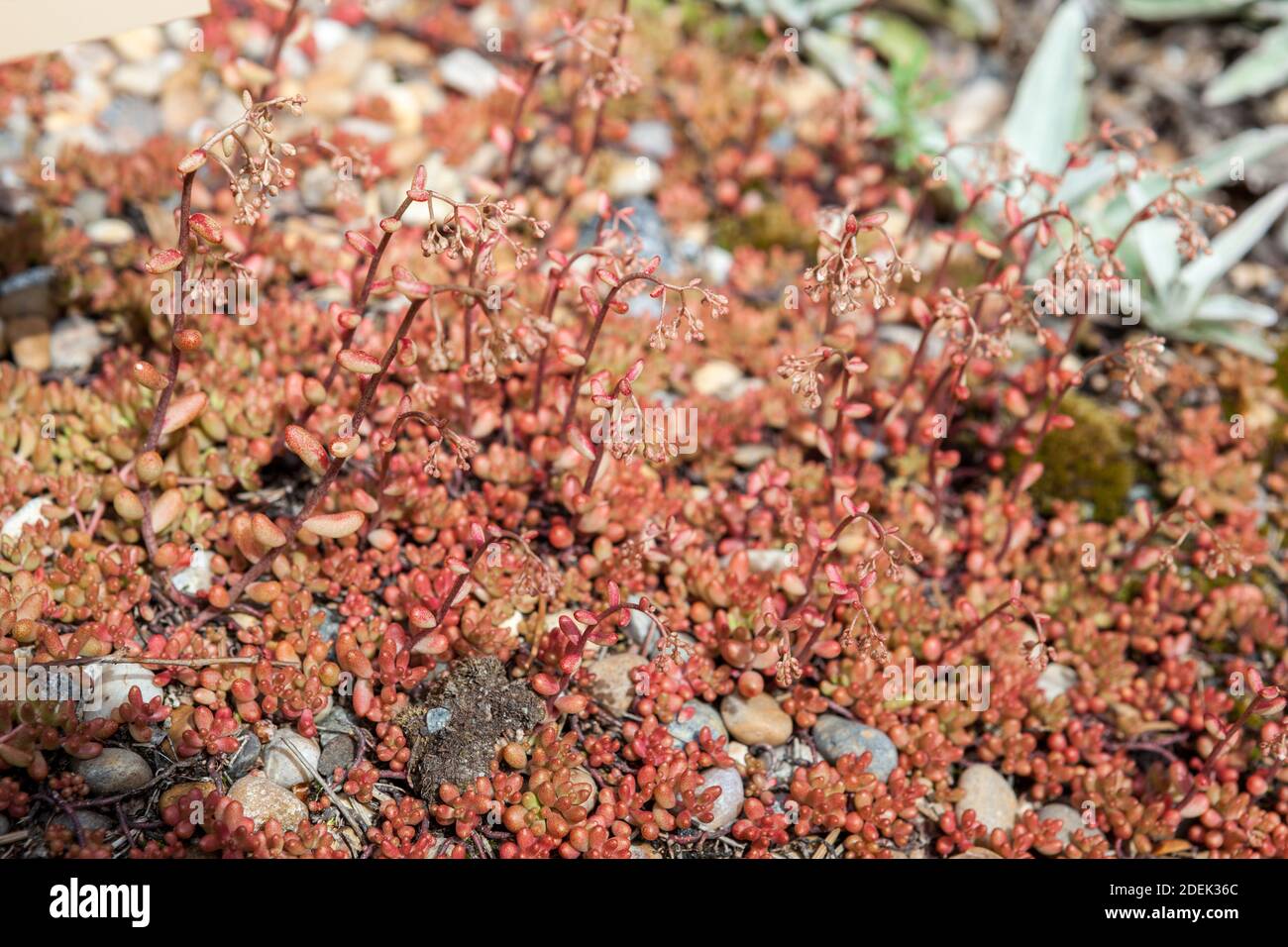 'Coral Carpet' White Stonecrop, Vit fetknopp (Sedum album) Stock Photo