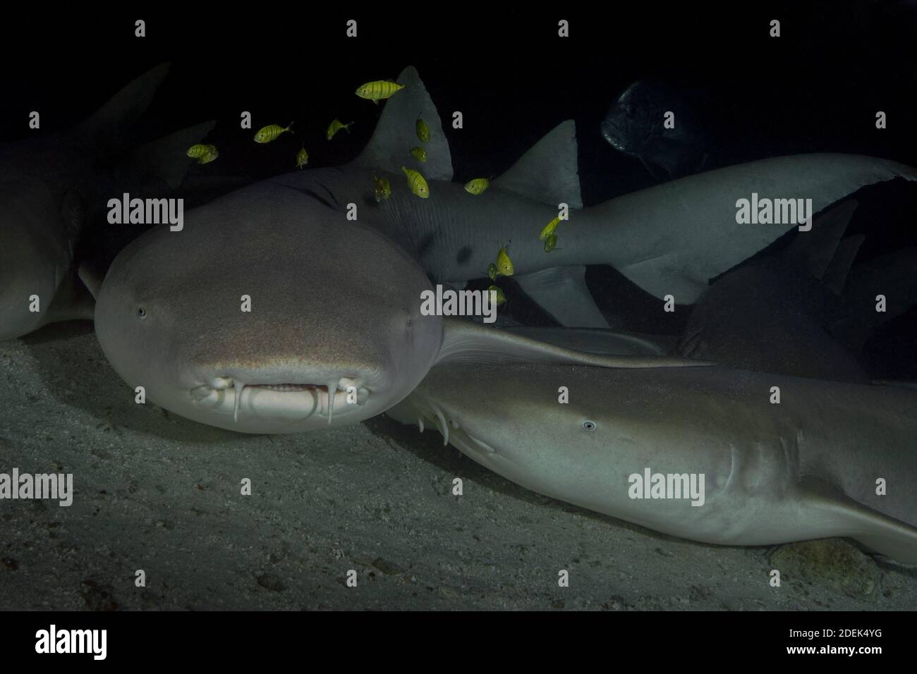 Nurse sharks (Ginglymostoma cirratum). Maldives underwater world Stock Photo