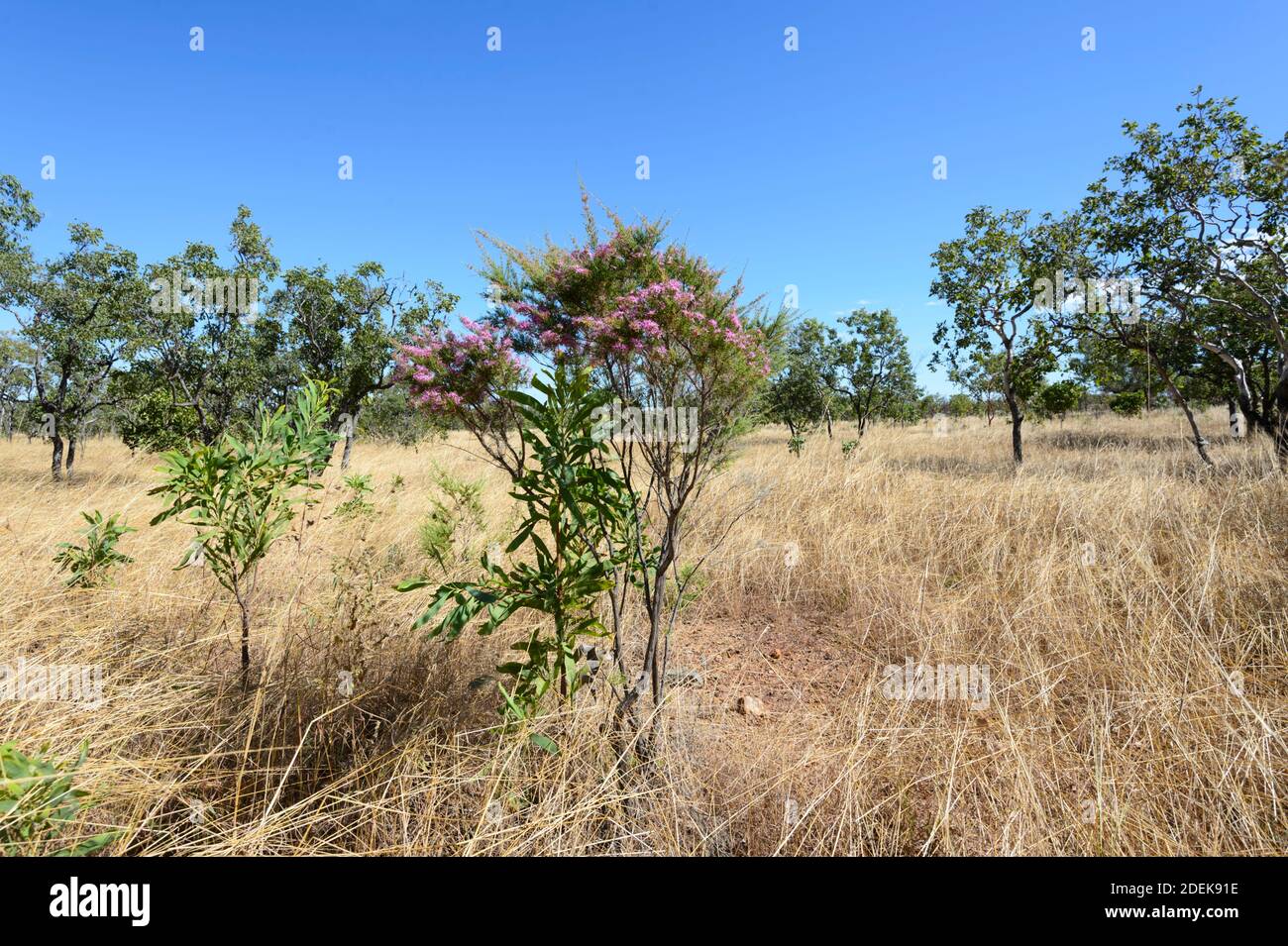 Scenic view of savannah with a Turkey Bush (Calytrix exstipulata) and yellow grasses, near Pine Creek, Northern Territory, NT, Australia Stock Photo