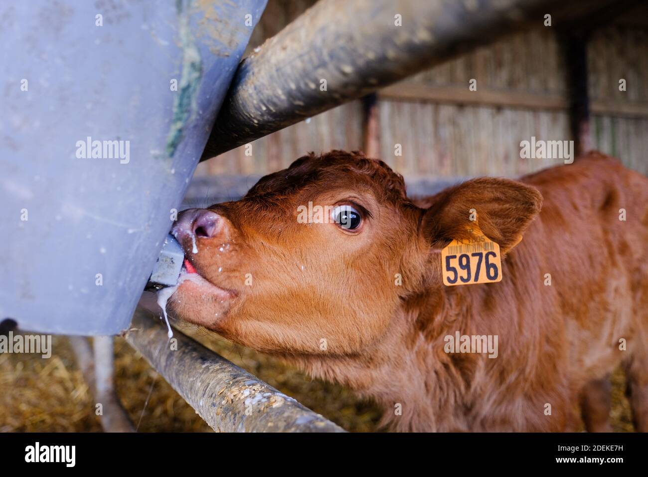 A veal drinking milk in an organic farm in Payra sur L'hers, France on
