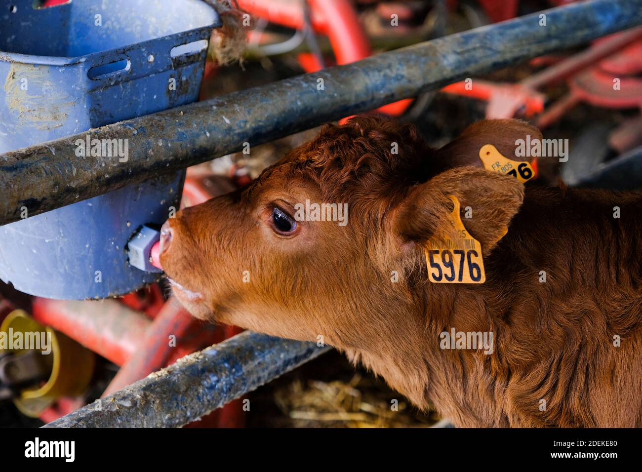 A veal drinking milk in an organic farm in Payra sur L'hers, France on