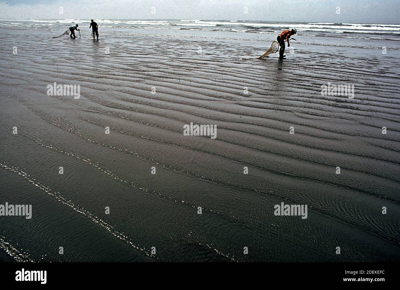 1970s Photos (1972) -  Quinault indians on the beach of their reservation on the pacific coast. They are harvesting razor clams for the commercial market Stock Photo