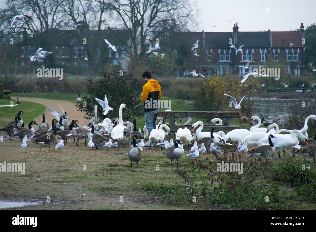 London, UK. 30th Nov, 2020. A man stands by a flock of swans by the