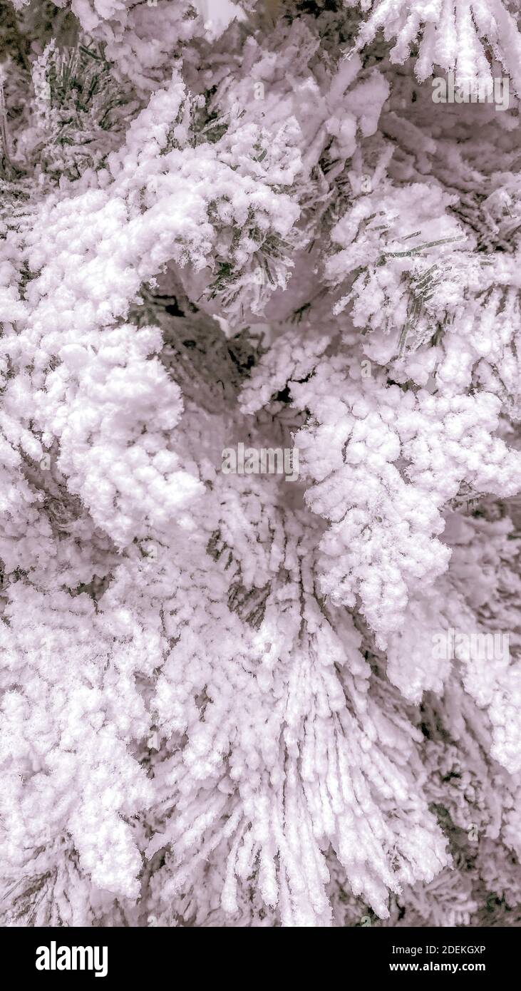 Close Up Of Christmas Tree Covered In White Flocking Spray And Powder For  Snow Look Stock Photo - Download Image Now - iStock