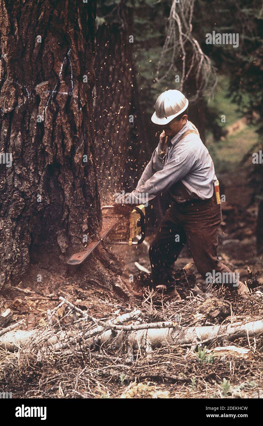 '1970s Photos (1972) -  ''Faller'' D. Jackson dropping red fir tree' Stock Photo