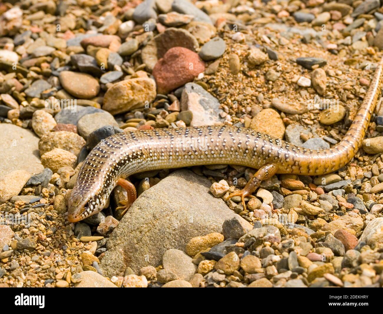 ocellated skink, chalcides ocellatus in greece Stock Photo