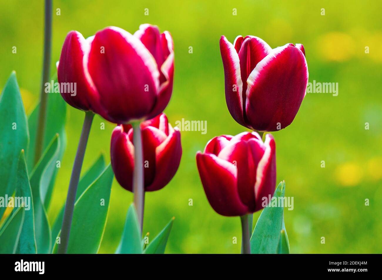 close up of red striped tulips. beautiful nature background in spring. shallow depth of field Stock Photo