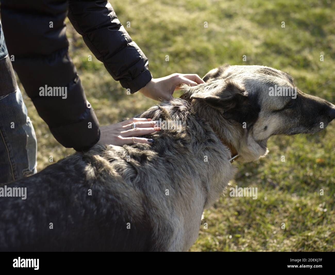 Woman calming down a big shepherd dog, outdoor cropped image Stock Photo
