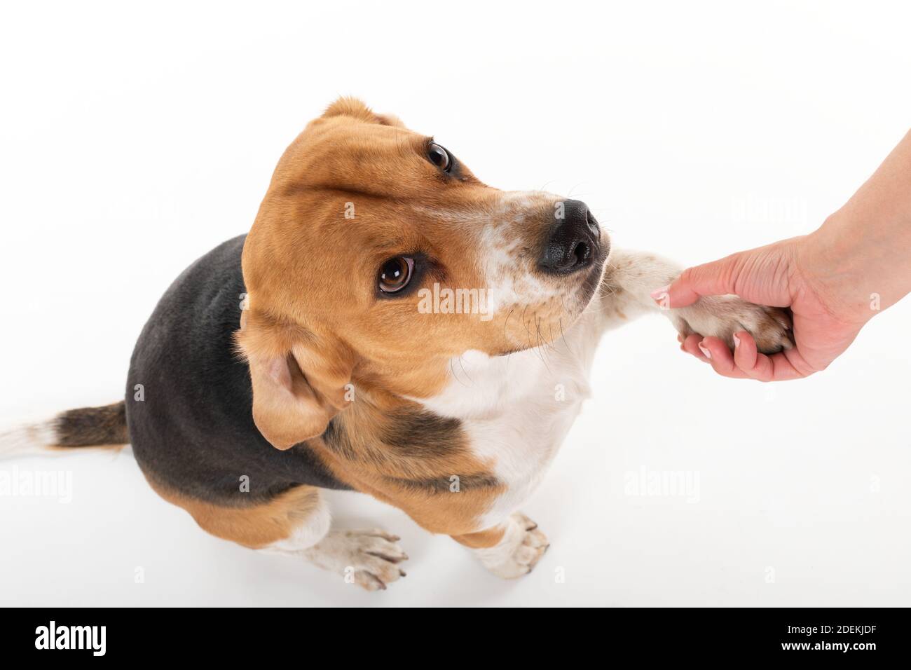 Picture of a cute beagle dog on isolated background, owner holding his ...