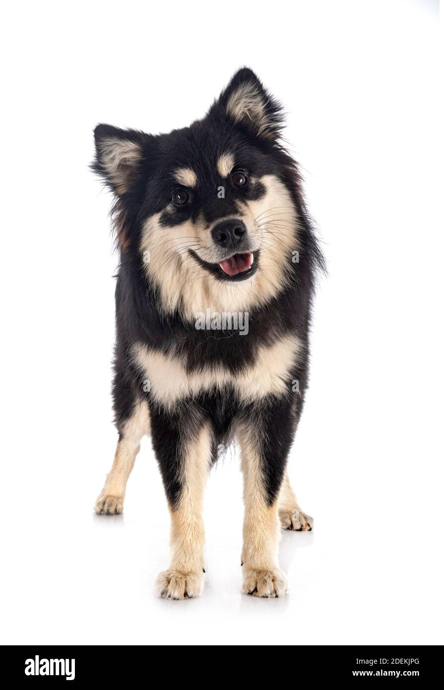 Finnish Lapphund in front of white background Stock Photo - Alamy