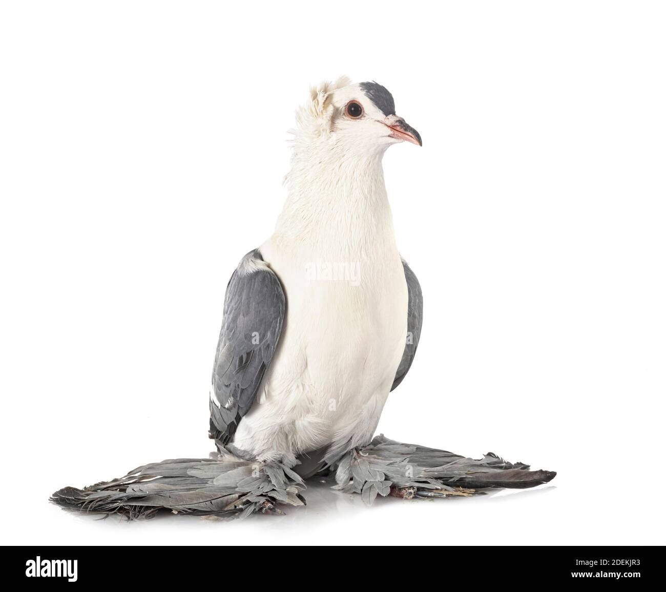 Arthur Clarke - DUTCH PIGEON BOOKS, image size:1300x1156