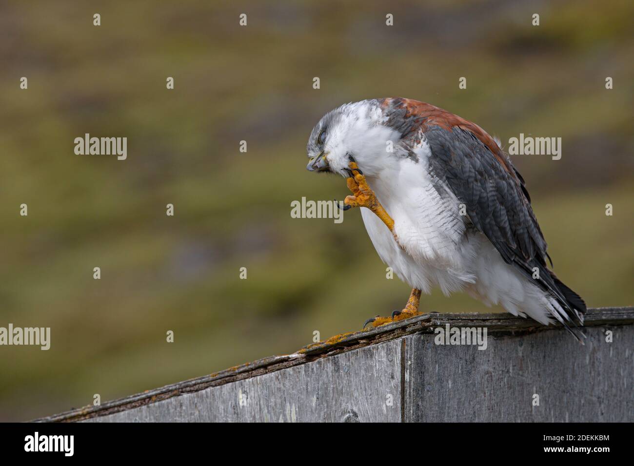 Variable hawk, Saunders, Falkland, January 2018 Stock Photo