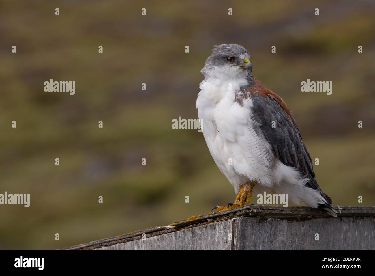 Variable Hawk, Saunders, Falkland, January 2018 Stock Photo