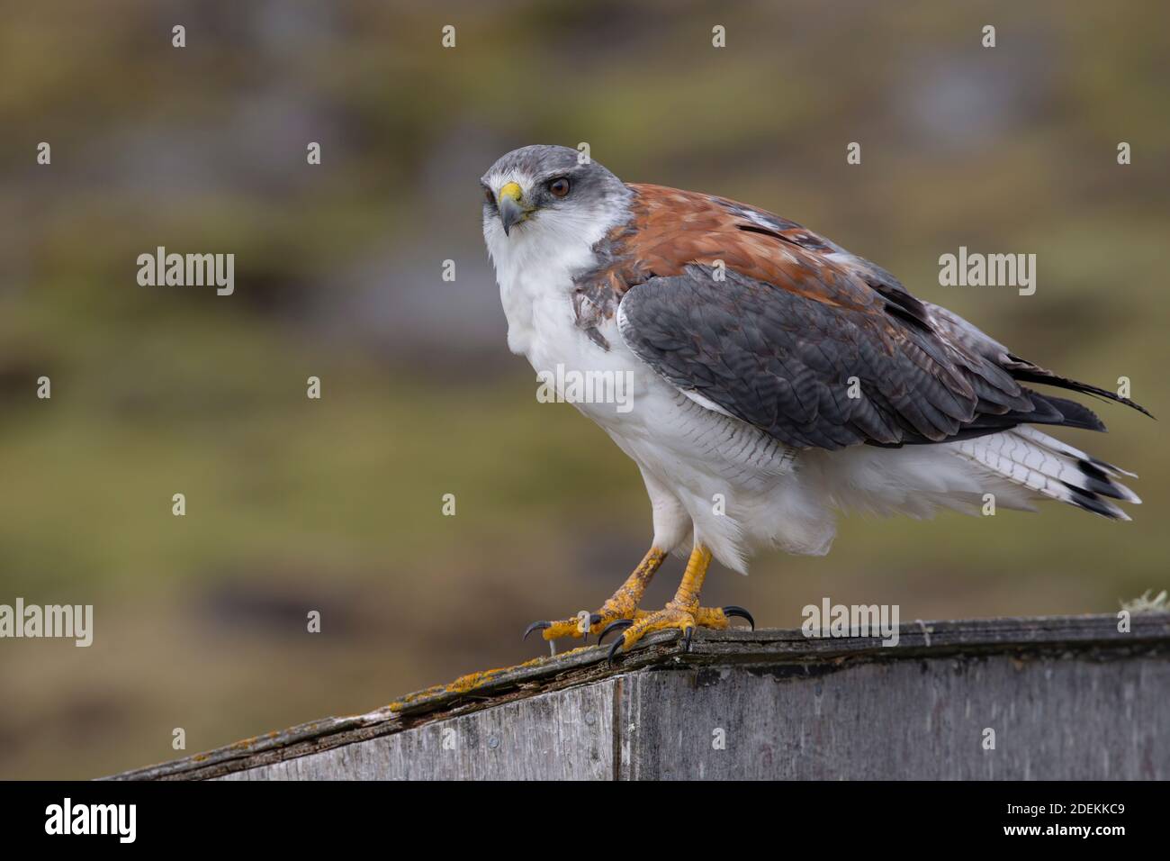 Variable hawk, Saunders island, Falkland, January 2018 Stock Photo