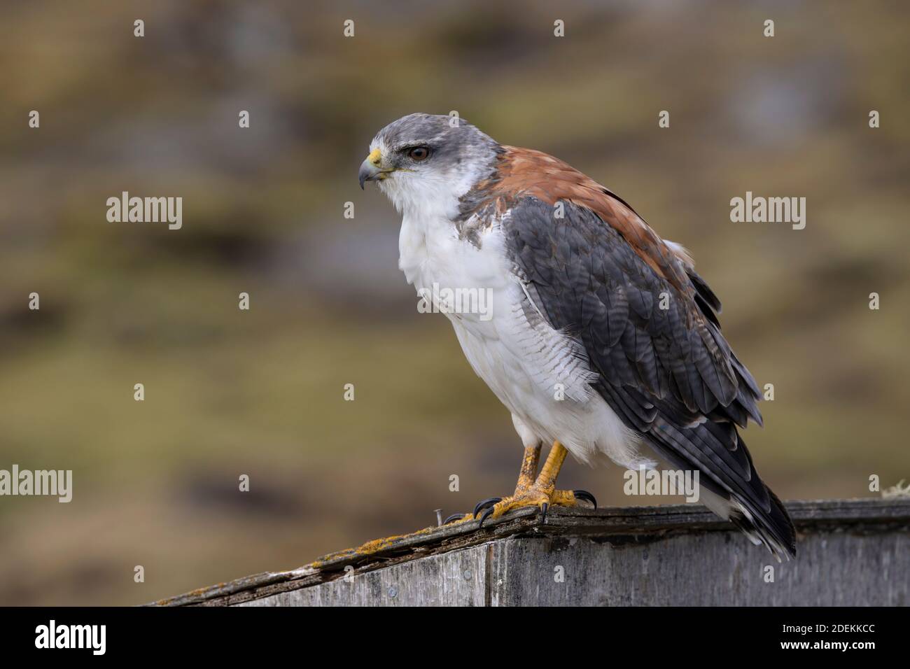 Variable hawk, Saunders, Falkland, January 2018 Stock Photo