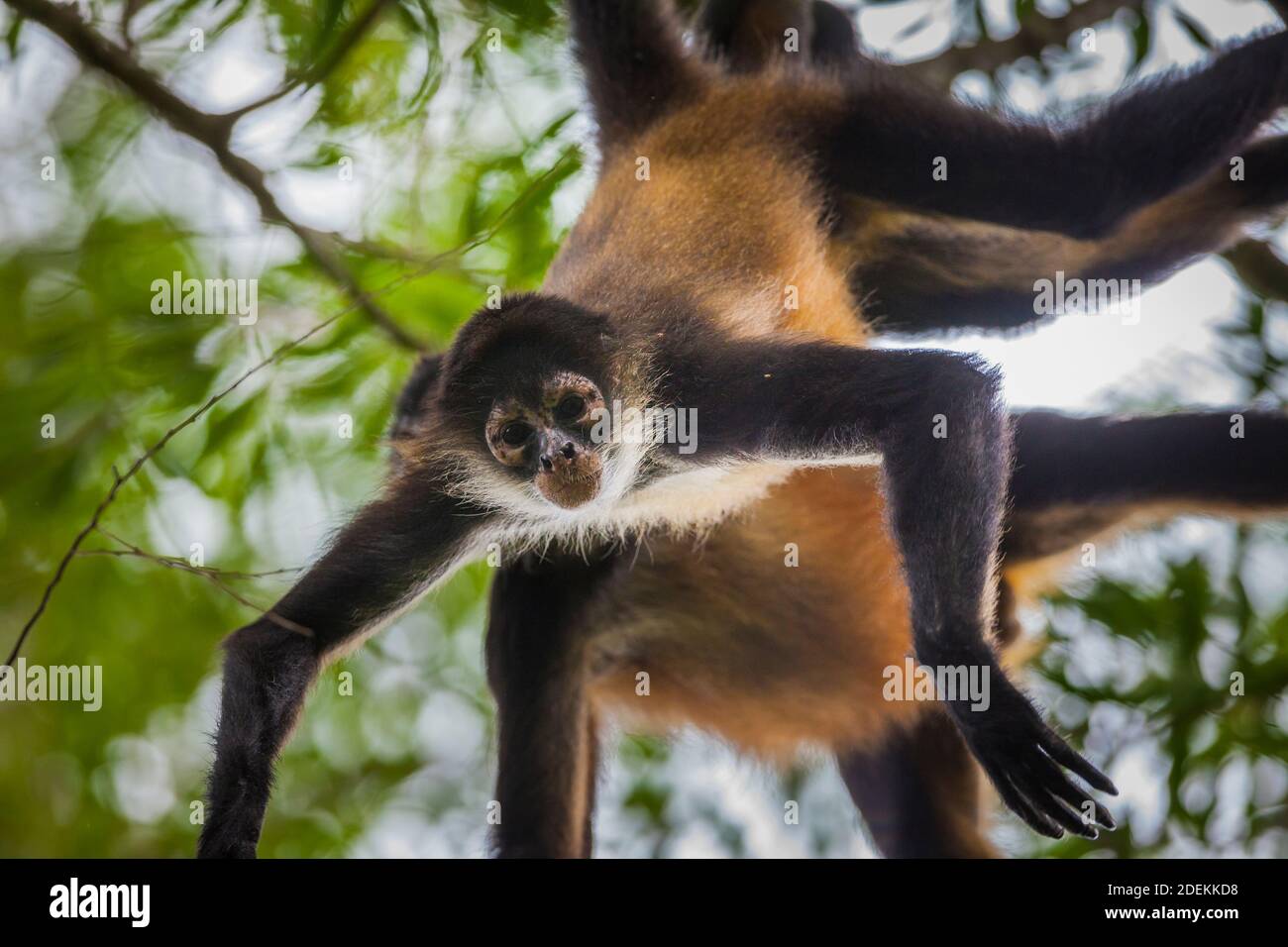 Azuero Spider Monkeys, Ateles geoffroyi azuerensis, inside the dense rainforest of Cerro Hoya national park, Veraguas province, Republic of Panama. Stock Photo