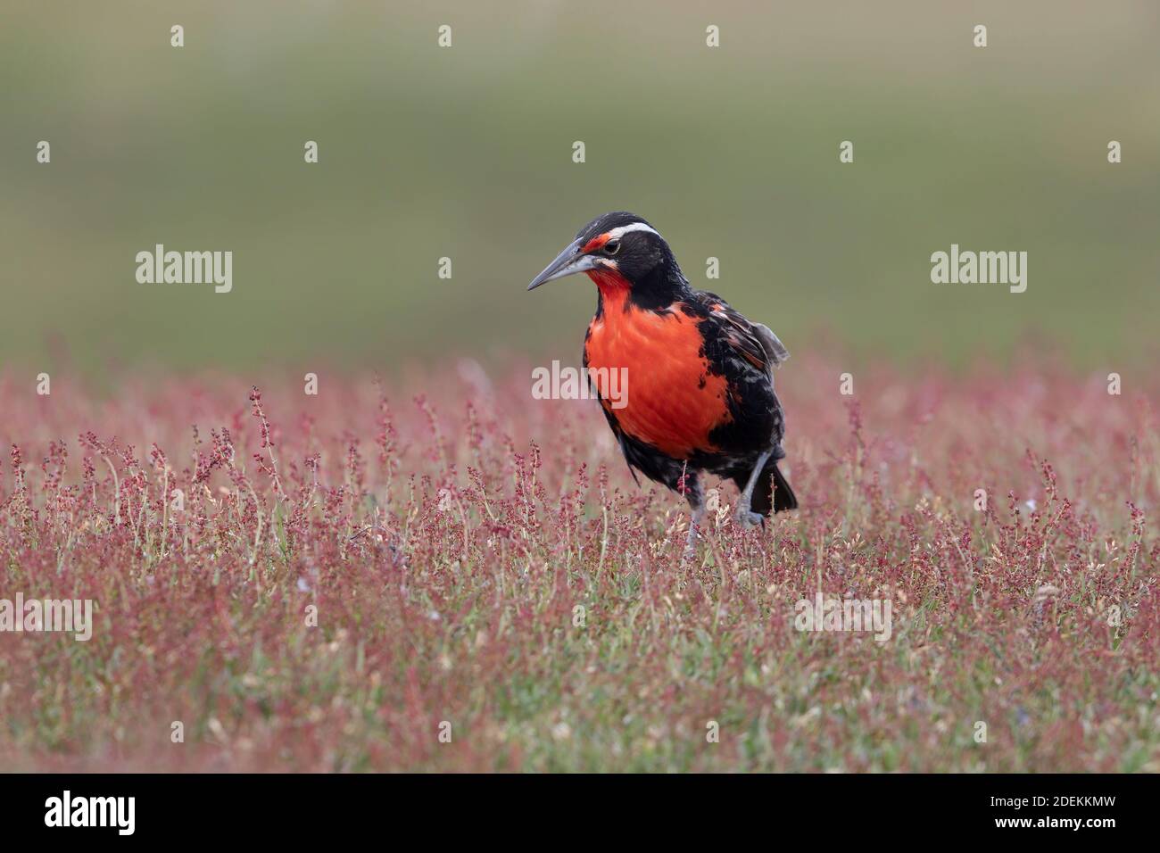 Long-tailed Meadow-lark, Saunders island, Falkland, January 2018 Stock Photo