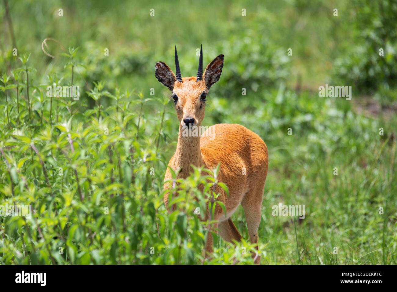Oribi, Ourebia ourebi is cute small antelope found in eastern, southern and western Africa. Ethiopia, Senkelle Sanctuary, Africa wildlife Stock Photo