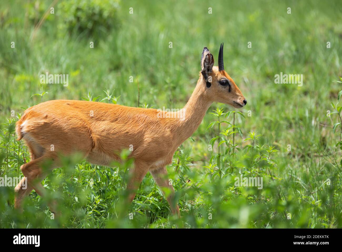 Oribi, Ourebia ourebi is cute small antelope found in eastern, southern and western Africa. Ethiopia, Senkelle Sanctuary, Africa wildlife Stock Photo