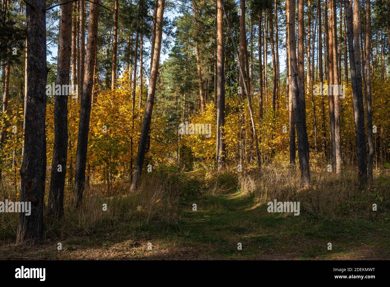 Tall trunks hi-res stock photography and images - Alamy