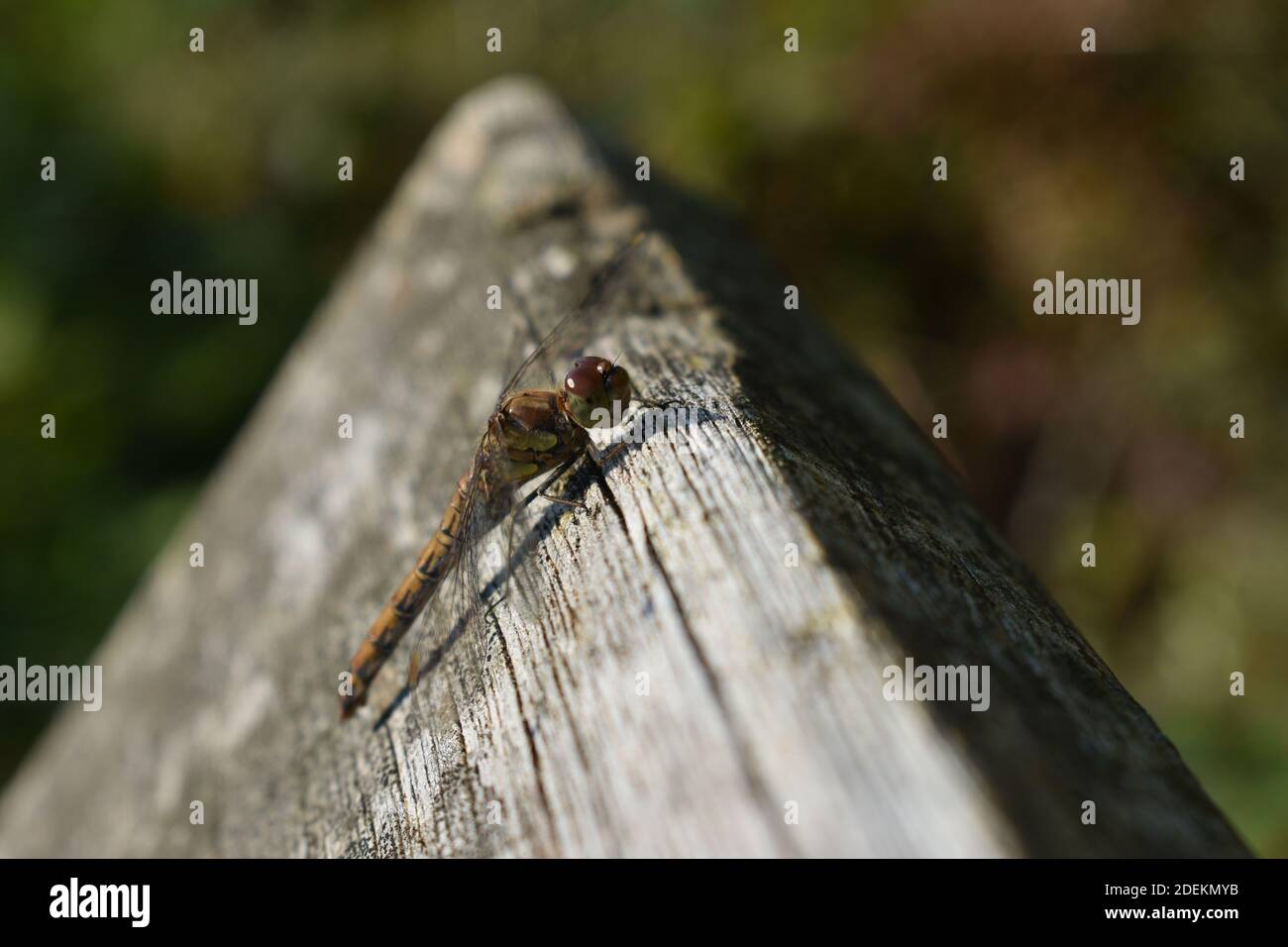 Libelle auf Kalkstein Stock Photo