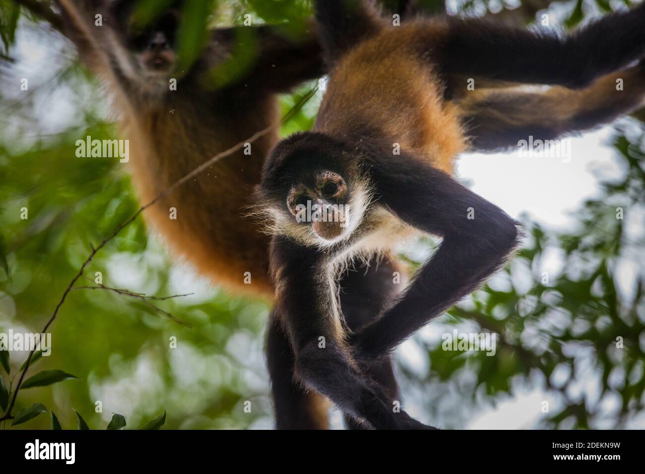 Azuero Spider Monkeys, Ateles geoffroyi azuerensis, inside the dense rainforest of Cerro Hoya national park, Veraguas province, Republic of Panama. Stock Photo