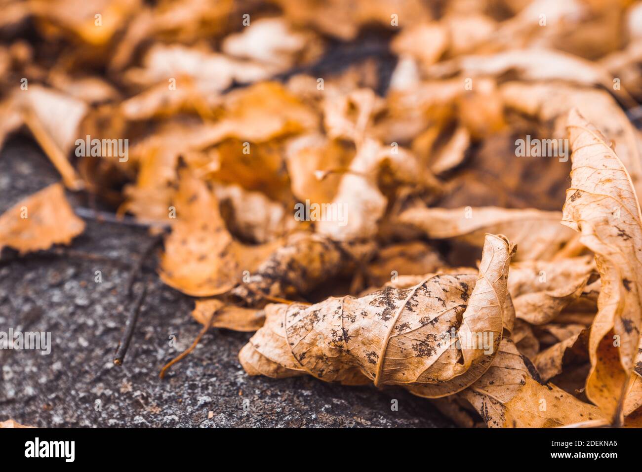 Dried leaves on the roof of autumn forest house Stock Photo - Alamy