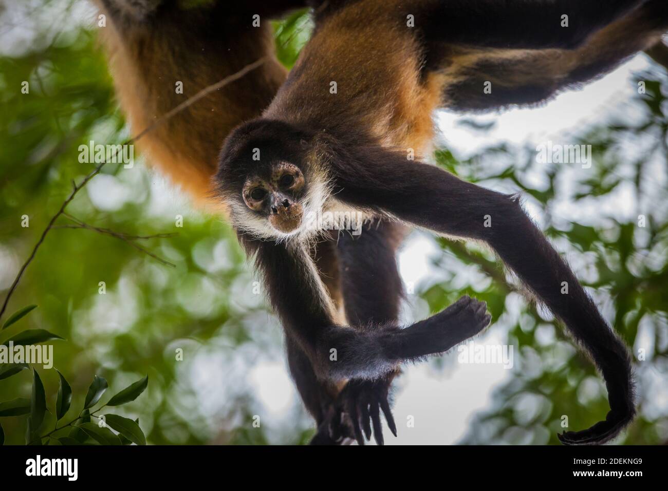 Azuero Spider Monkey, Ateles geoffroyi azuerensis, inside the dense rainforest of Cerro Hoya national park, Veraguas province, Republic of Panama. Stock Photo