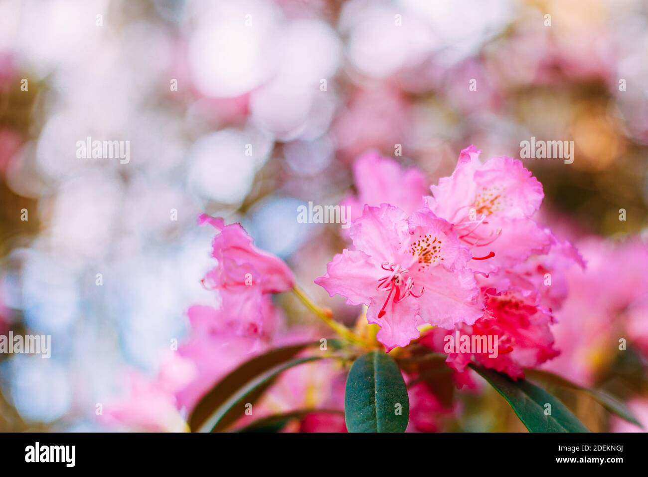 Blooming Pink Flowers of Rhododendron smirnowii In Spring Garden. Stock Photo