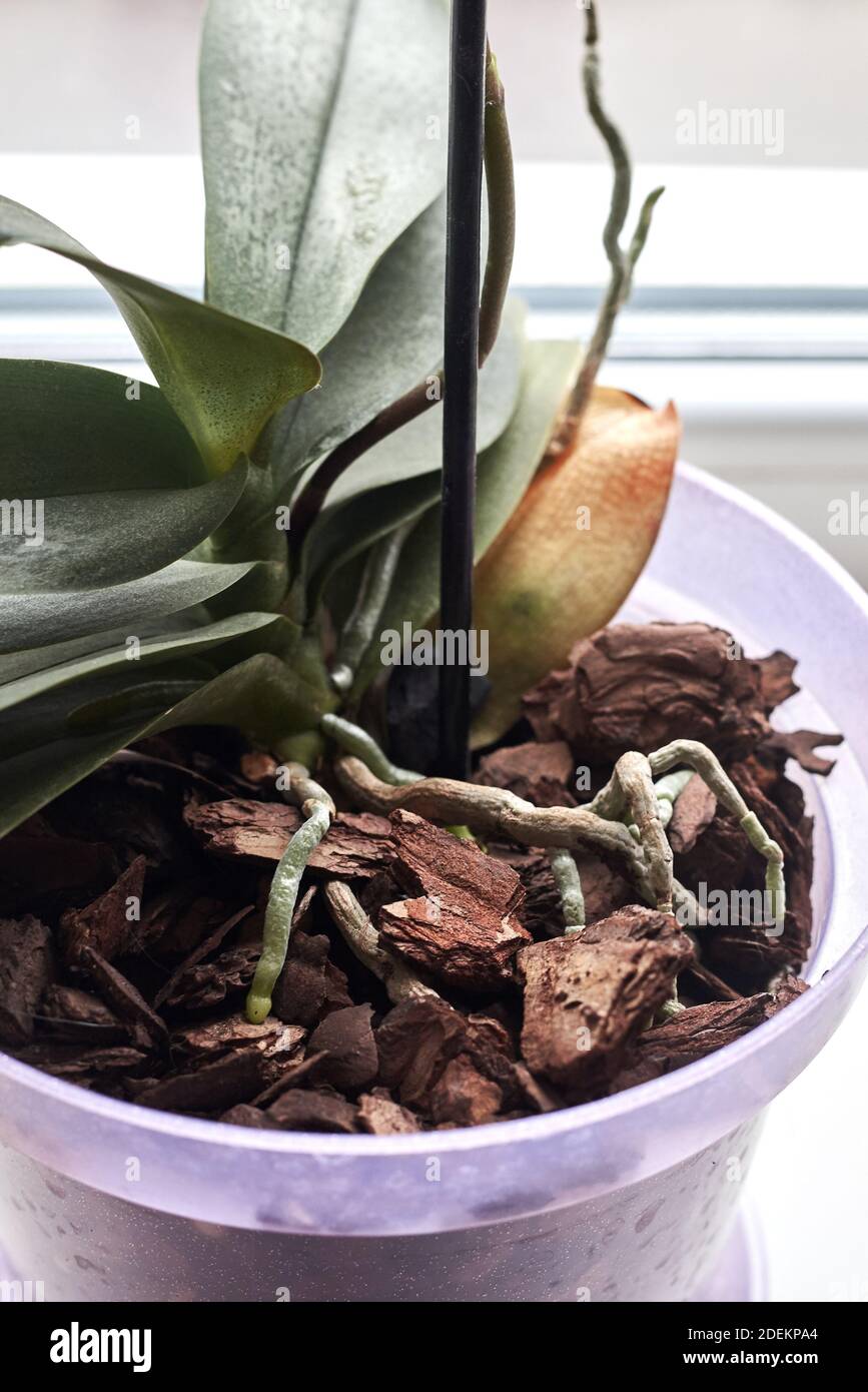Orchid planted in the bark of a tree, healthy orchid roots, closeup