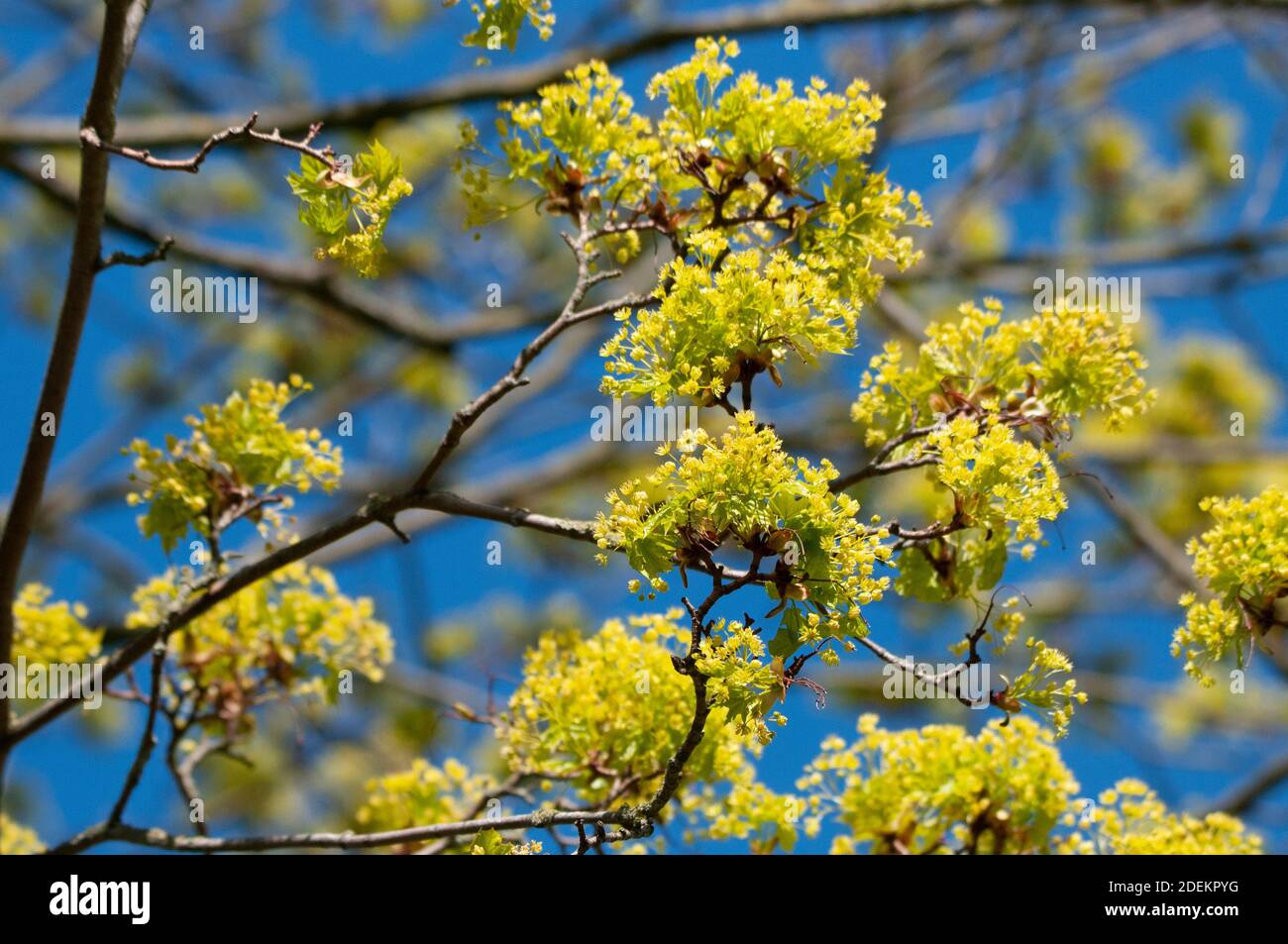 Lime tree blossom Stock Photo Alamy