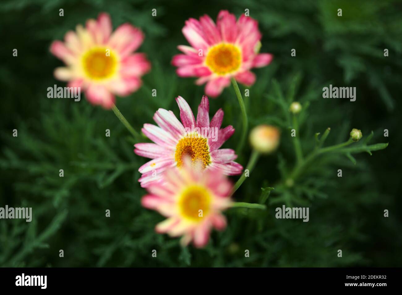 Natural macro background with marguerite daisies Stock Photo