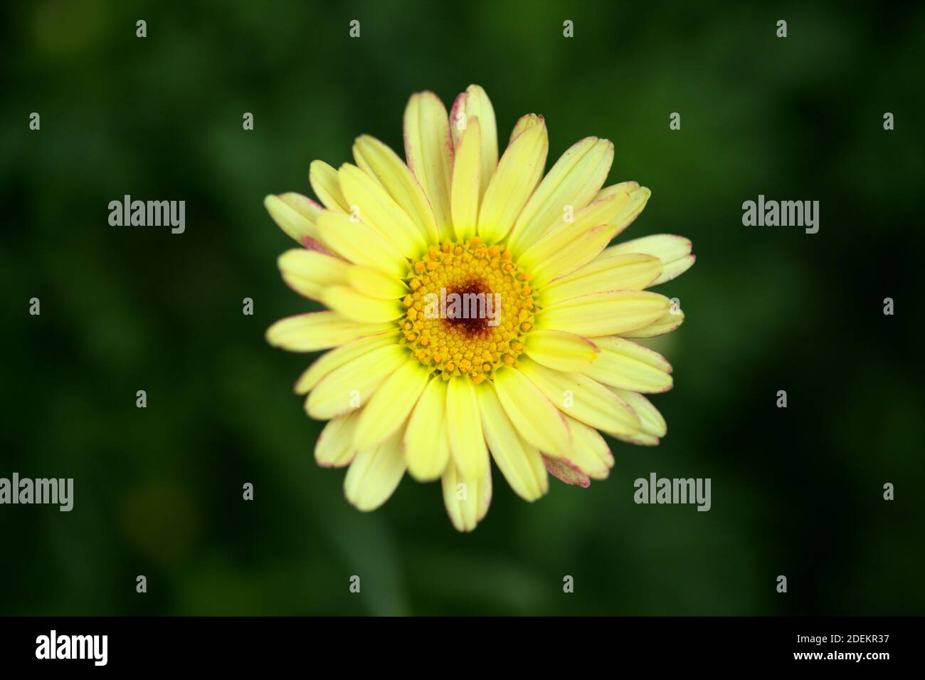 Natural macro background with marguerite daisies Stock Photo