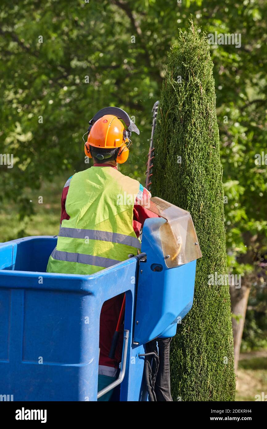 Gardener pruning a cypress tree with a chainsaw and a crane Stock Photo